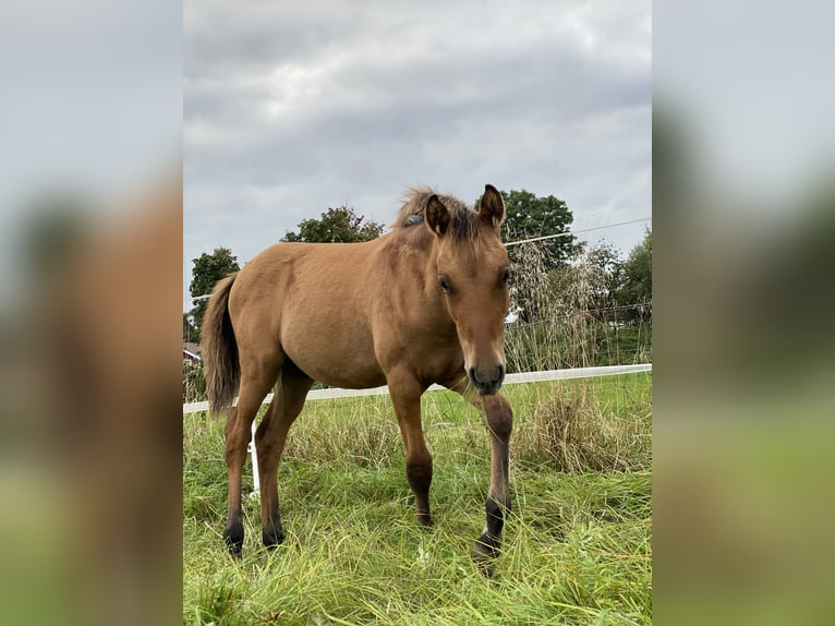 Deutsches Reitpony Wallach 4 Jahre 143 cm Falbe in Homberg (Ohm)