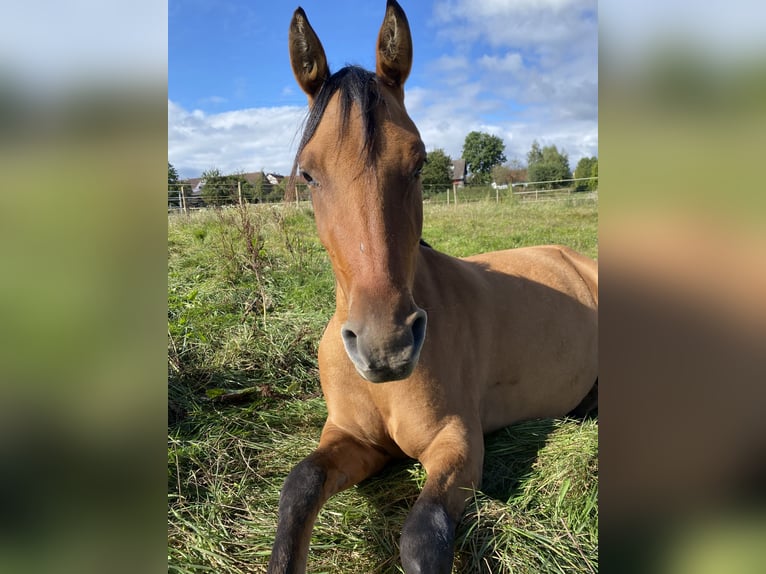 Deutsches Reitpony Wallach 4 Jahre 143 cm Falbe in Homberg (Ohm)