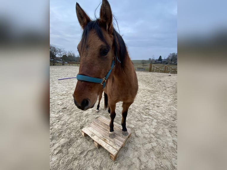 Deutsches Reitpony Wallach 4 Jahre 143 cm Falbe in Homberg (Ohm)