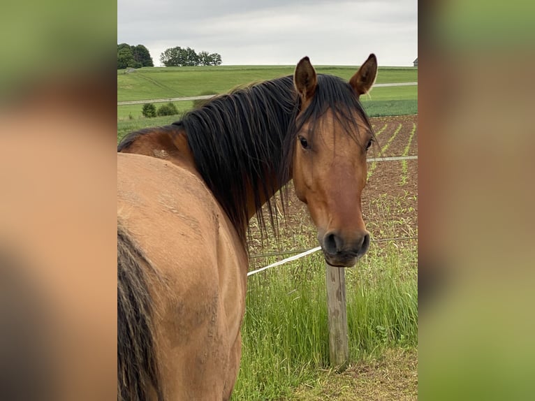 Deutsches Reitpony Wallach 4 Jahre 143 cm Falbe in Homberg (Ohm)