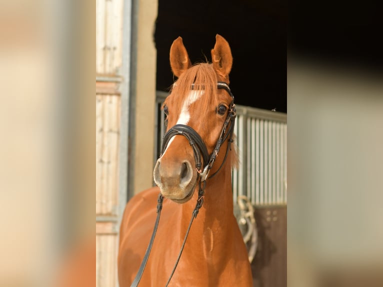 Deutsches Reitpony Wallach 4 Jahre 143 cm Fuchs in Geilenkirchen