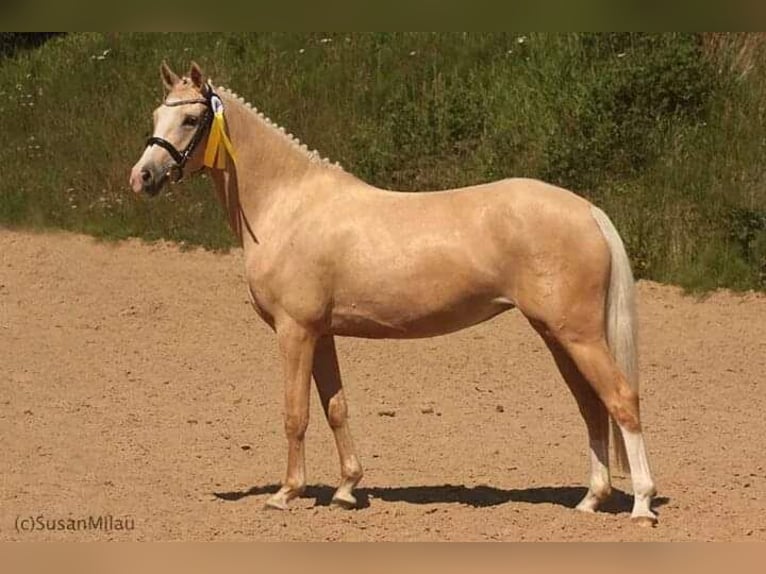 Deutsches Reitpony Wallach 4 Jahre 143 cm Fuchs in Wapelfeld Deutsches Reitpony Wallach 4 Jahre 143 cm Fuchs in Wapelfeld