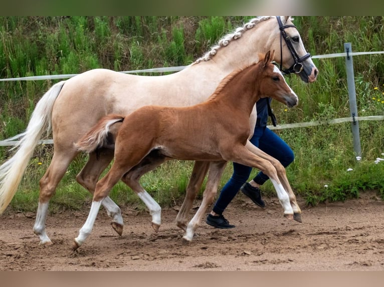 Deutsches Reitpony Wallach 4 Jahre 143 cm Fuchs in Wapelfeld Deutsches Reitpony Wallach 4 Jahre 143 cm Fuchs in Wapelfeld