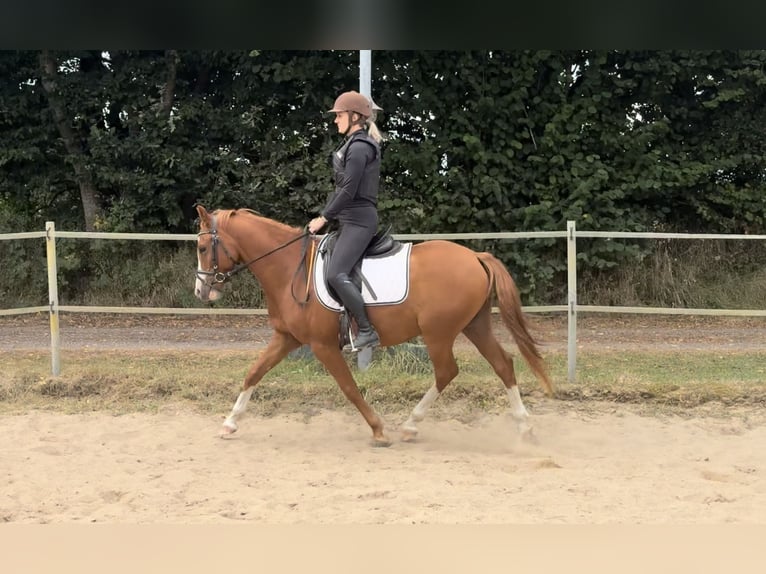 Deutsches Reitpony Wallach 4 Jahre 143 cm Fuchs in Wapelfeld Deutsches Reitpony Wallach 4 Jahre 143 cm Fuchs in Wapelfeld