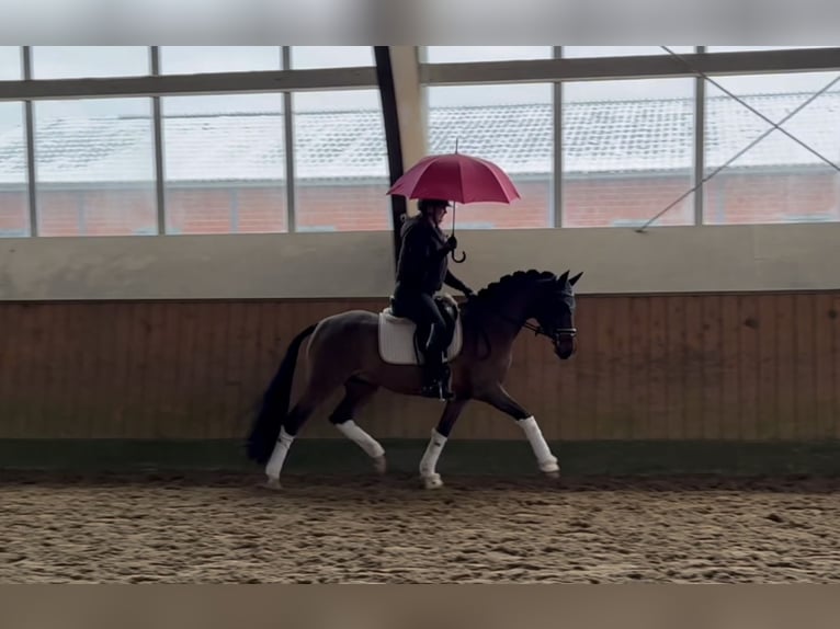 Deutsches Reitpony Wallach 4 Jahre 144 cm Brauner in Reeßum