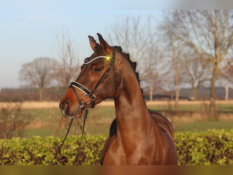 Deutsches Reitpony Wallach 4 Jahre 144 cm Brauner in Reeßum