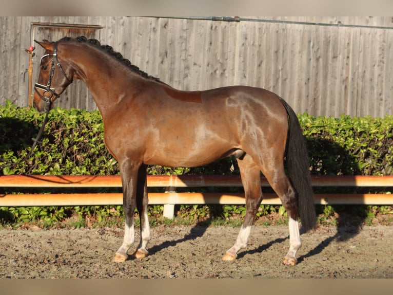 Deutsches Reitpony Wallach 4 Jahre 144 cm Brauner in Reeßum