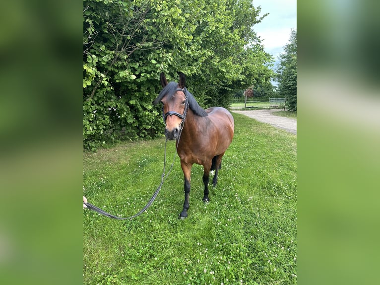 Deutsches Reitpony Wallach 4 Jahre 144 cm Brauner in Bautzen