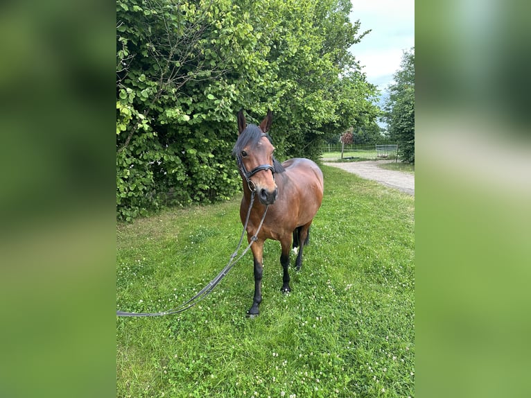 Deutsches Reitpony Wallach 4 Jahre 144 cm Brauner in Bautzen