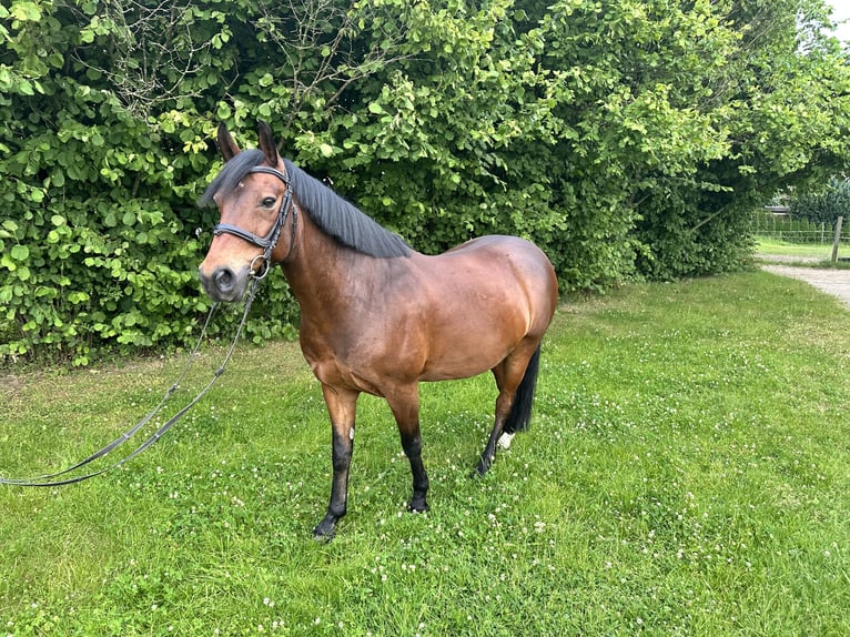 Deutsches Reitpony Wallach 4 Jahre 144 cm Brauner in Bautzen
