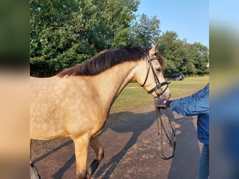 Deutsches Reitpony Wallach 4 Jahre 144 cm Buckskin in Wrist