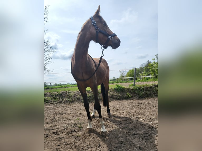 Deutsches Reitpony Wallach 4 Jahre 144 cm Buckskin in Langwedel