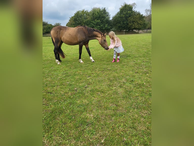 Deutsches Reitpony Wallach 4 Jahre 144 cm Buckskin in Langwedel