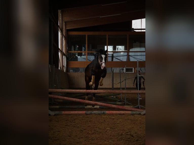Deutsches Reitpony Wallach 4 Jahre 144 cm  in Bregenz
