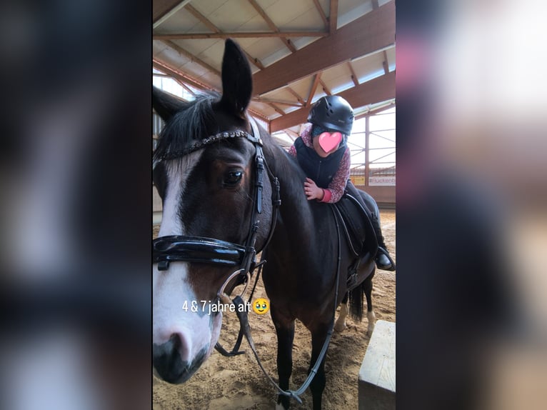 Deutsches Reitpony Wallach 4 Jahre 144 cm  in Bregenz