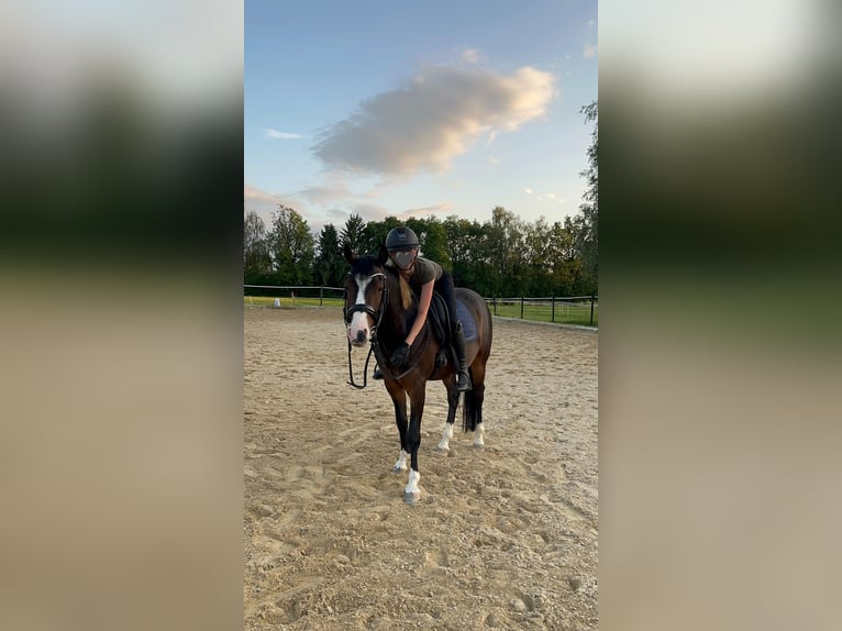 Deutsches Reitpony Wallach 4 Jahre 144 cm  in Bregenz