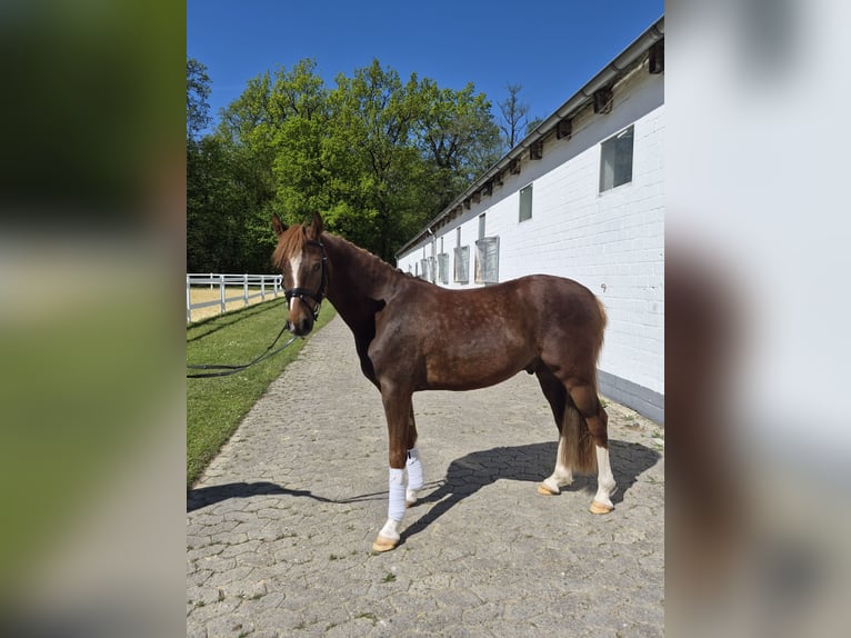 Deutsches Reitpony Wallach 4 Jahre 144 cm Dunkelfuchs in Schlangen