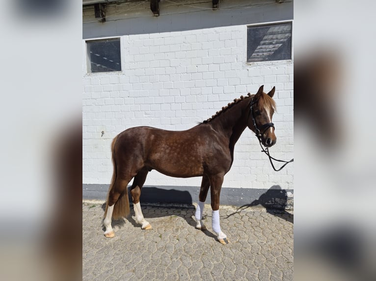 Deutsches Reitpony Wallach 4 Jahre 144 cm Dunkelfuchs in Schlangen