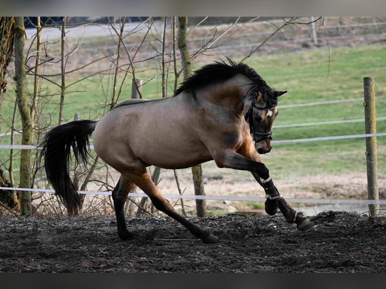 Deutsches Reitpony Wallach 4 Jahre 144 cm Falbe in Ebersbach an der Fils