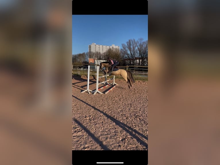 Deutsches Reitpony Wallach 4 Jahre 144 cm Falbe in Ebersbach an der Fils