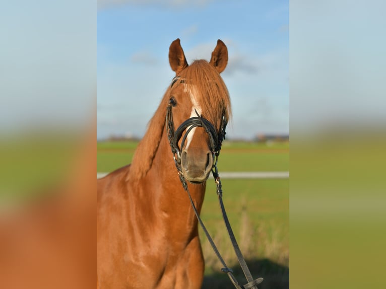 Deutsches Reitpony Wallach 4 Jahre 144 cm Fuchs in Geilenkirchen