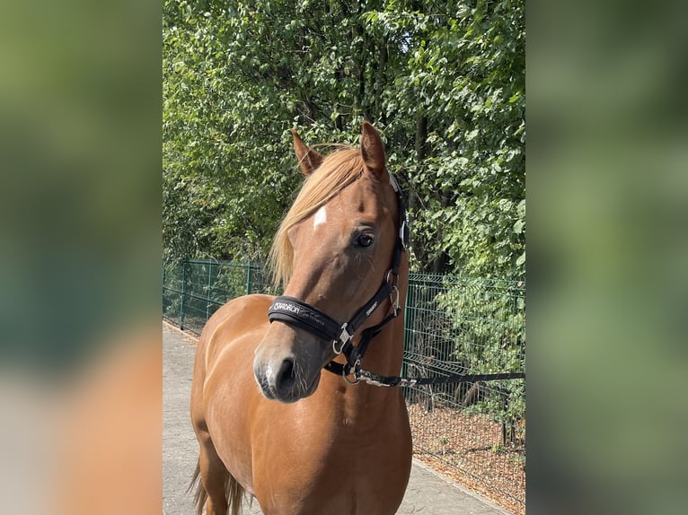 Deutsches Reitpony Wallach 4 Jahre 144 cm Fuchs in Verl
