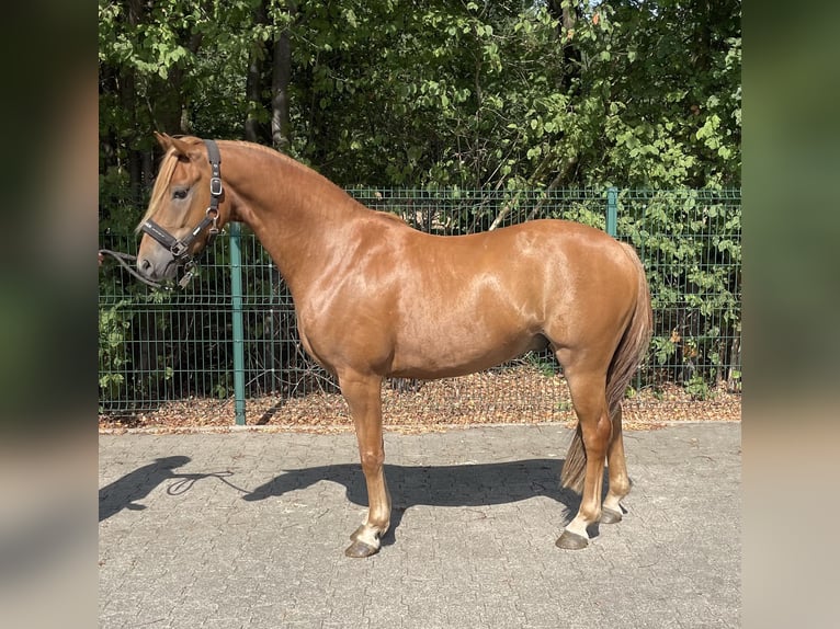 Deutsches Reitpony Wallach 4 Jahre 144 cm Fuchs in Verl