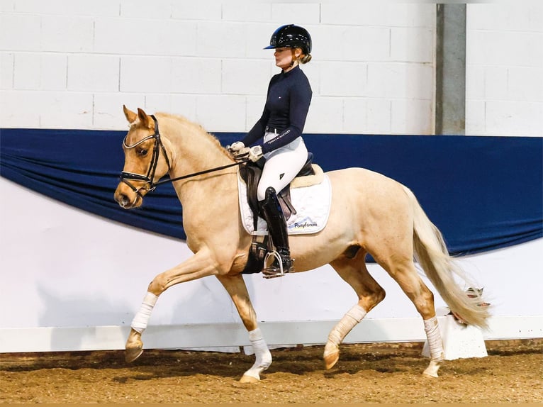 Deutsches Reitpony Wallach 4 Jahre 144 cm Palomino in Marsberg