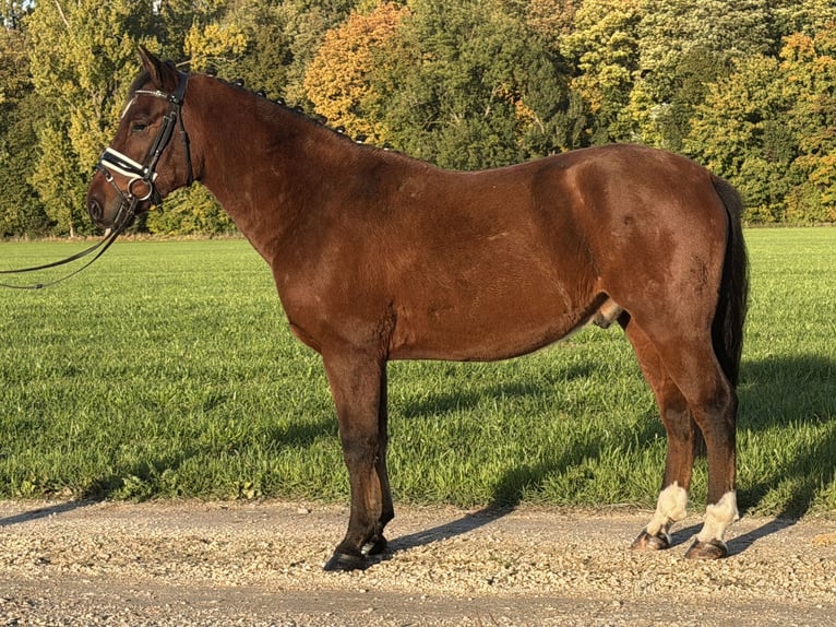 Deutsches Reitpony Mix Wallach 4 Jahre 145 cm Brauner in Riedlingen