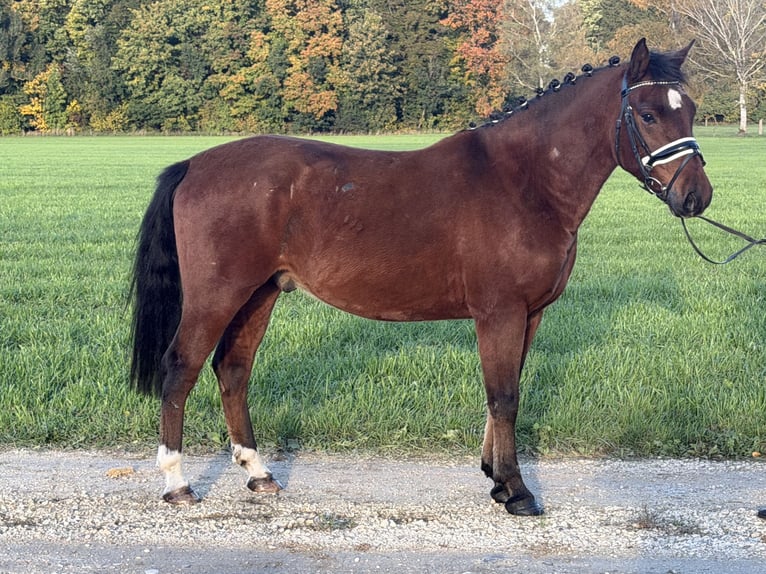Deutsches Reitpony Mix Wallach 4 Jahre 145 cm Brauner in Riedlingen