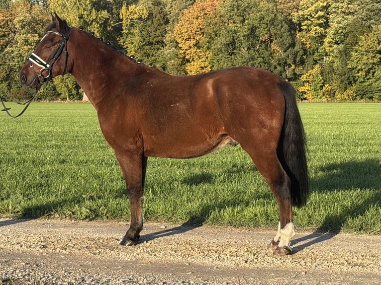 Deutsches Reitpony Mix Wallach 4 Jahre 145 cm Brauner in Riedlingen