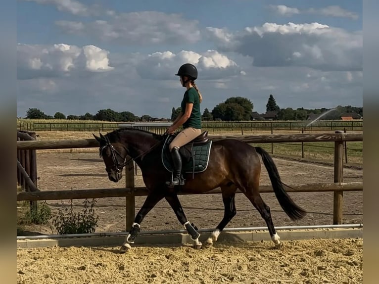 Deutsches Reitpony Wallach 4 Jahre 145 cm Brauner in Marl