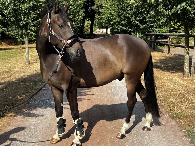 Deutsches Reitpony Wallach 4 Jahre 145 cm Brauner in Marl