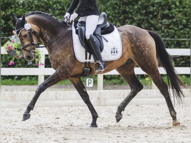 Deutsches Reitpony Wallach 4 Jahre 145 cm Buckskin in Duderstadt