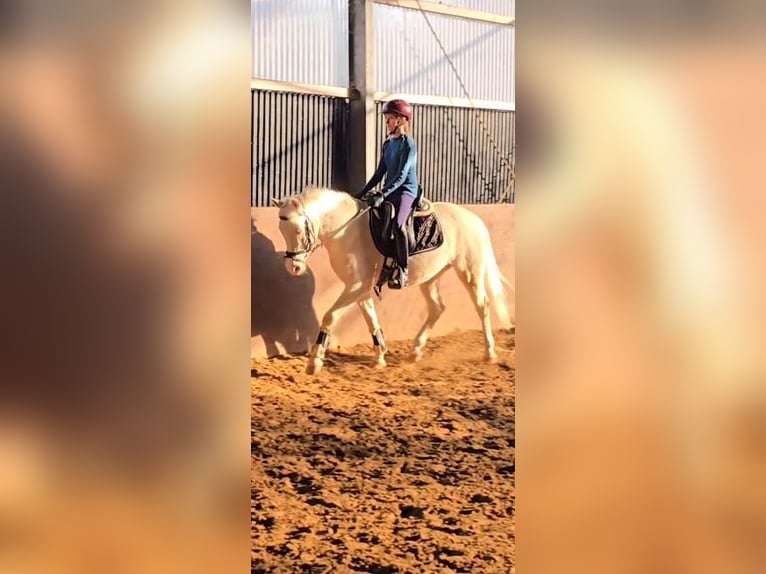 Deutsches Reitpony Wallach 4 Jahre 145 cm Cremello in Warendorf
