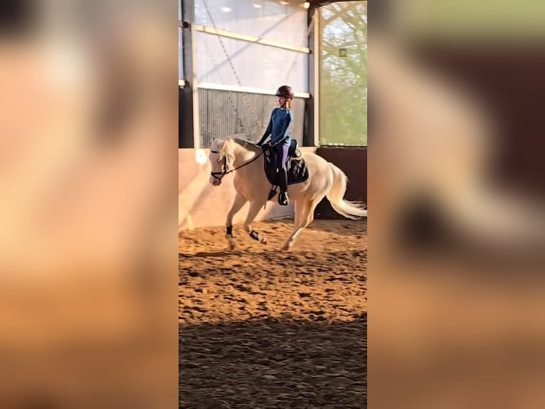 Deutsches Reitpony Wallach 4 Jahre 145 cm Cremello in Warendorf