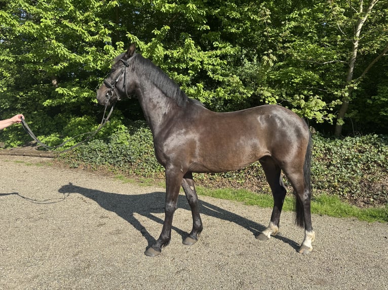 Deutsches Reitpony Wallach 4 Jahre 145 cm Dunkelbrauner in Oberhausen