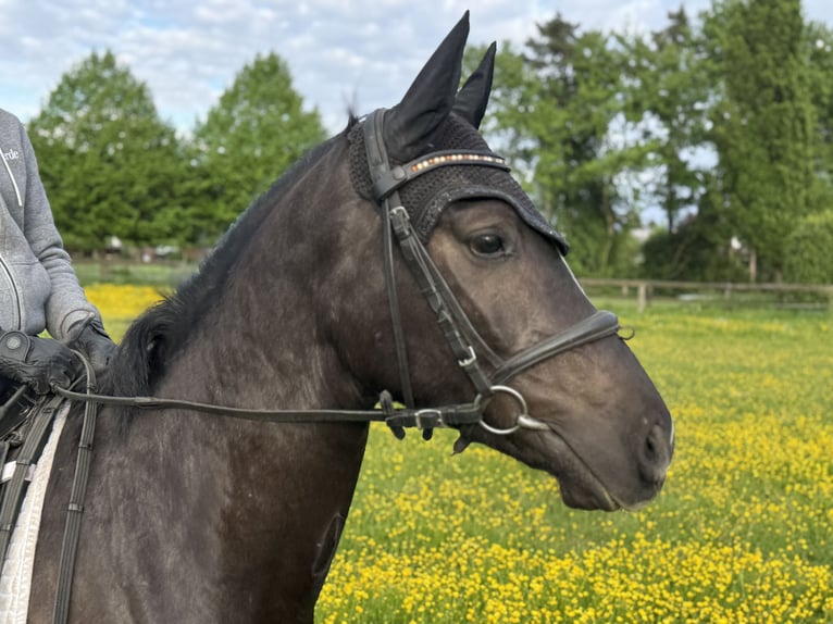 Deutsches Reitpony Wallach 4 Jahre 145 cm Dunkelbrauner in Oberhausen