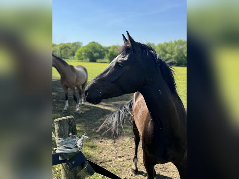 Deutsches Reitpony Wallach 4 Jahre 145 cm Dunkelbrauner in Oberhausen