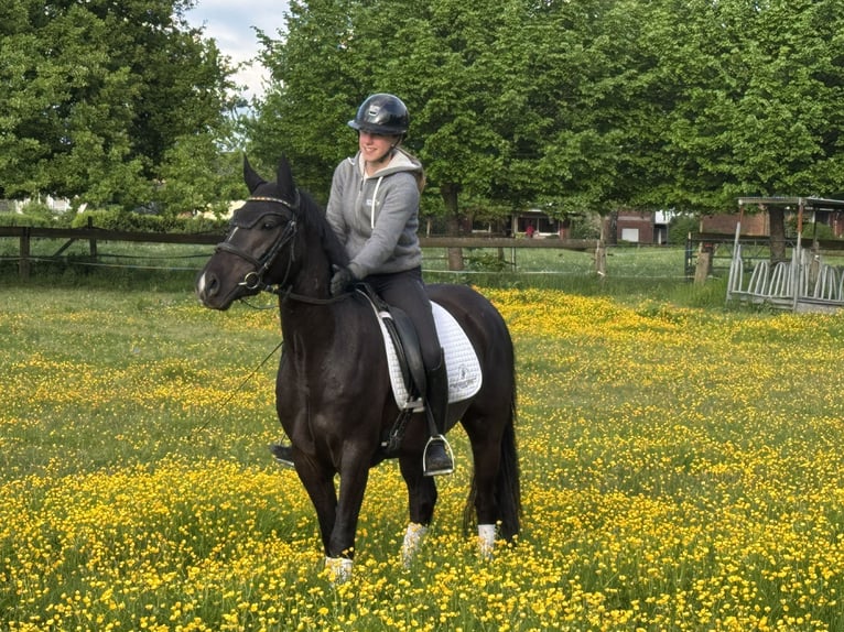 Deutsches Reitpony Wallach 4 Jahre 145 cm Dunkelbrauner in Oberhausen