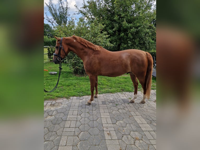 Deutsches Reitpony Wallach 4 Jahre 145 cm Dunkelfuchs in Castrop-Rauxel