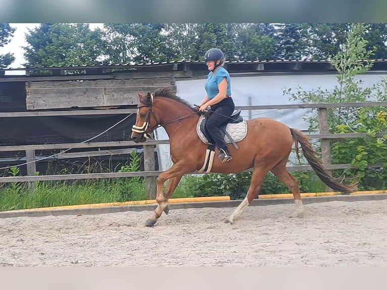 Deutsches Reitpony Wallach 4 Jahre 145 cm Dunkelfuchs in Neukirch/Lausitz