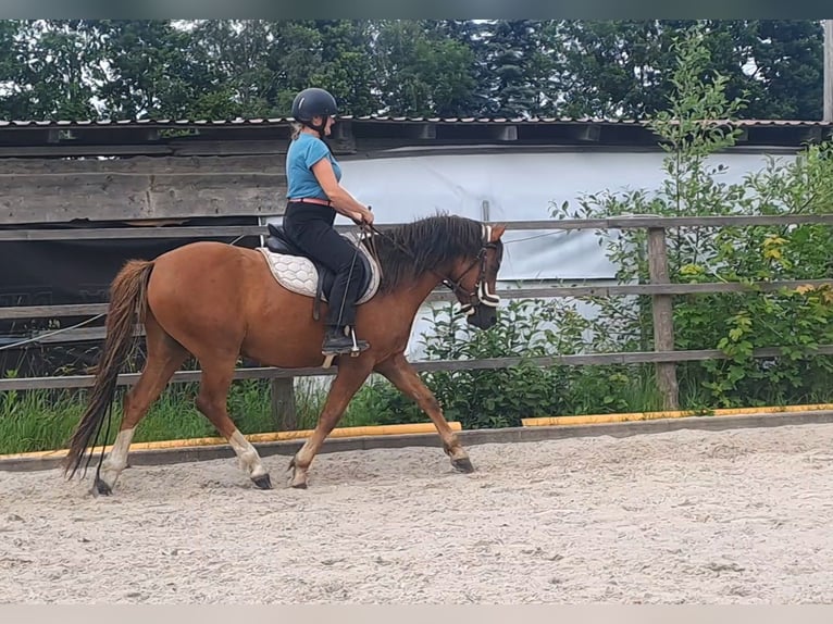 Deutsches Reitpony Wallach 4 Jahre 145 cm Dunkelfuchs in Neukirch/Lausitz
