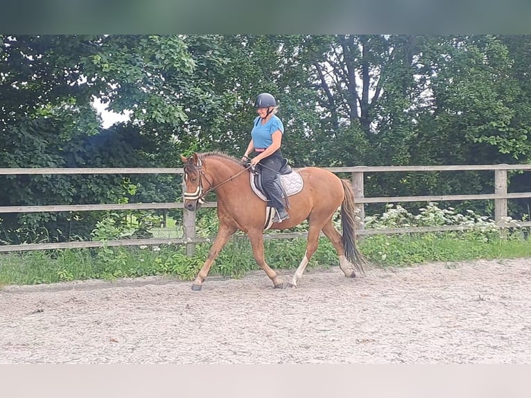 Deutsches Reitpony Wallach 4 Jahre 145 cm Dunkelfuchs in Neukirch/Lausitz