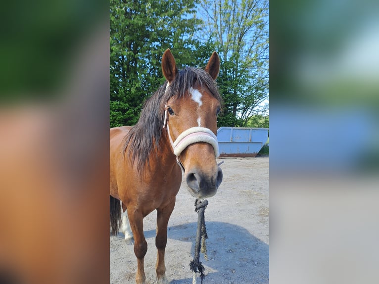 Deutsches Reitpony Wallach 4 Jahre 145 cm Dunkelfuchs in Neukirch/Lausitz