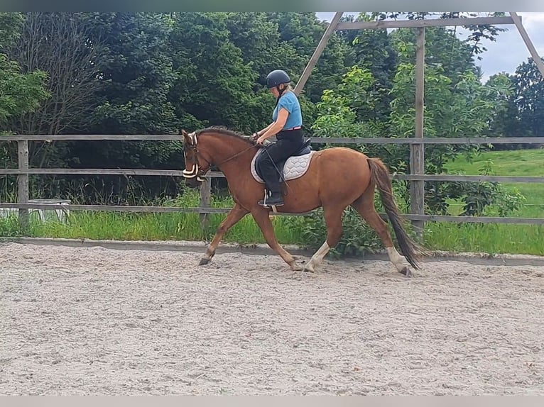 Deutsches Reitpony Wallach 4 Jahre 145 cm Dunkelfuchs in Neukirch/Lausitz