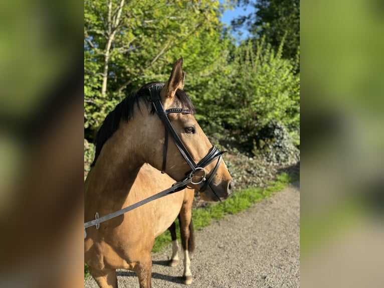 Deutsches Reitpony Wallach 4 Jahre 145 cm Falbe in OberhausenOberhausen