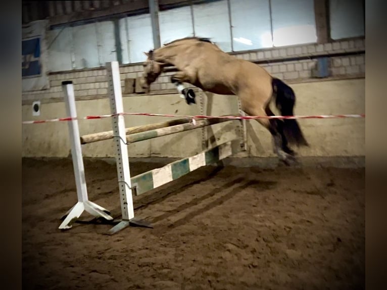 Deutsches Reitpony Wallach 4 Jahre 145 cm Falbe in Werneuchen