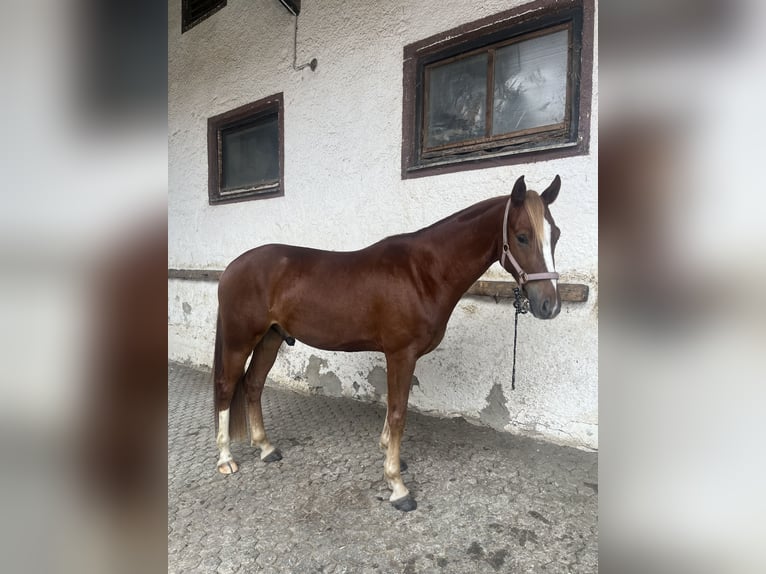 Deutsches Reitpony Wallach 4 Jahre 145 cm  in Forstinning