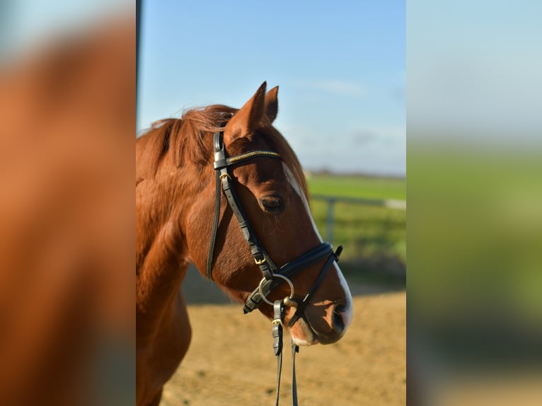 Deutsches Reitpony Wallach 4 Jahre 145 cm Fuchs in Geilenkirchen